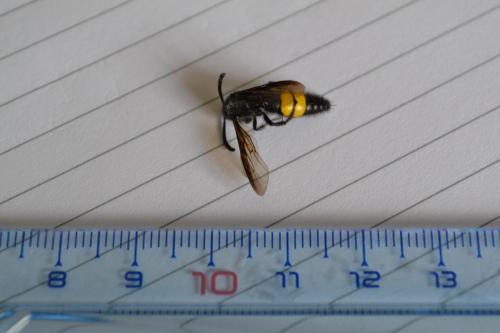 Scolia sp.